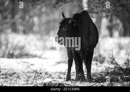 04. Januar 2021, Brandenburg, Dallgow-Döberitz: Seit 10 Jahren leben Bisons weitgehend ungestört von Menschen in einer speziell etablierten Wildniskernzone der Naturlandschaft Döberitzer Heide. Foto: Ingolf König-Jablonski/dpa-Zentralbild/ZB Stockfoto