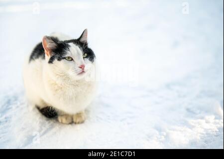 Im Winter friert eine streunende Katze draußen ein. Ein verlassenes Tier sitzt im Schnee. Portrait verlassene Katze gefrorene Straße. Katze im Schnee gegen den Hintern Stockfoto