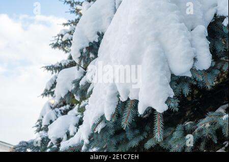 Schneefall. Schneeverwehungen auf Fichtenpfoten. Schneebedeckte Fichtenpfoten des Baumes im Schnee, frische Schneeverwehungen. Grüne Zweige der Fichte in einer Schneewehe von Schnee in t Stockfoto