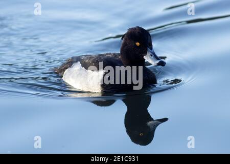 Tufted Ducks sind die kleinsten und häufigsten der Tauchenten Familie in Großbritannien gefunden. Das Männchen oder drake hat stark kontrastierendes Gefieder und gelbe Augen Stockfoto