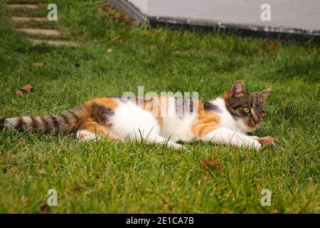 Müde felis catus domesticus nach dem Fang und Essen Mäuse. Ruhe auf dem Bauch. Katze schielt müde. Beskiden, Tschechische Republik, Europa. Stockfoto