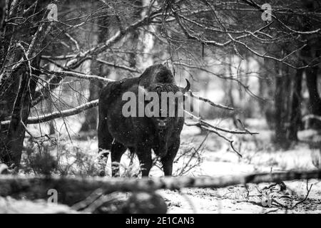 04. Januar 2021, Brandenburg, Dallgow-Döberitz: Seit 10 Jahren leben Bisons weitgehend ungestört von Menschen in einer speziell etablierten Wildniskernzone der Naturlandschaft Döberitzer Heide. Foto: Ingolf König-Jablonski/dpa-Zentralbild/ZB Stockfoto