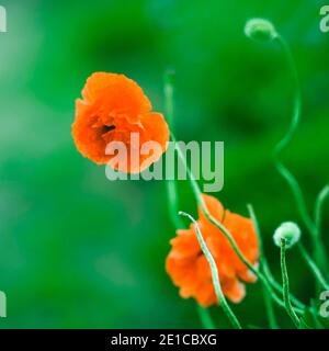 Üppige orange Pfingstrosen Blüten wachsen in einem grünen Garten. Stockfoto