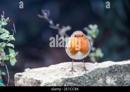 Robin im Schnee. Winter Vogelbeobachtung, Rose Cottage Wildlife Garden Stockfoto