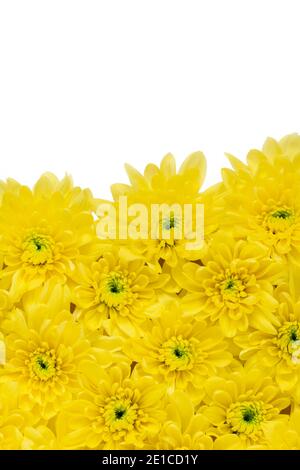 Vertikale Kulisse der lebendigen gelben Chrysantheme Blumen. Auf einem weißen Hintergrund Aufnahme für Copy-Space für die Verwendung von Karten Poster Header und Eve Stockfoto
