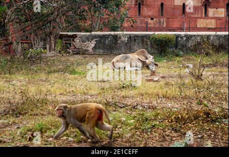 Entspannende Büffel in der Nähe der alten Mauern von Agra Fort und Wandern Affe im Vordergrund außer Fokus Stockfoto