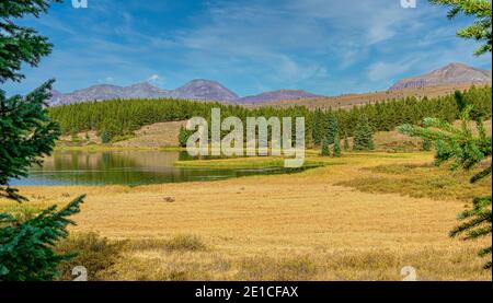 Am frühen Morgen scheint die Sonne goldenes Licht auf einer Wiese in der Nähe von Andrews Lake, Colorado Stockfoto