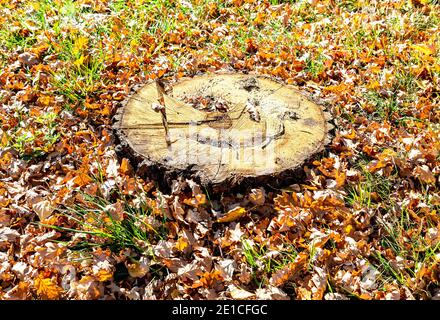 Baumstumpf im Wald zwischen den herbstlichen Blättern Stockfoto