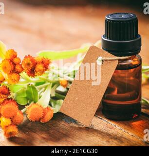 Helichrysum ätherisches Öl, frische Blätter und Blüten auf Holzgrund. Helichrysum orientale Kraut, auch bekannt als ewige und Immortelle Stockfoto