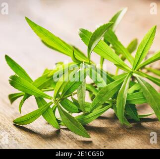 Frische Estragonpflanzen Blätter auf Holzhintergrund Nahaufnahme. Artemisia dracunculus auch als Estragon bekannt, kulinarische Kraut zum Kochen in der Kit verwendet Stockfoto