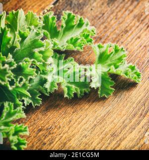 Frische Citronella Pflanze Blätter auf Holzhintergrund Nahaufnahme. Pelargonium citrosum oder Geranium Kraut natürliche Insektenmücken abweisend. Stockfoto