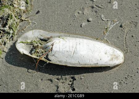 Sepia. Poröse innere Schale von gemeinen Tintenfischen (Sepia officinalis). Stärkt den Körper des Tieres und sorgt für Auftrieb. Stockfoto