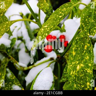 Plötzlicher Schnee. Gefleckte Lorbeer (Aucuba japonica) mit Schnee bedeckt. Selektiver Fokus auf das Eiszapfen, das von einem Blatt hängt. Stockfoto