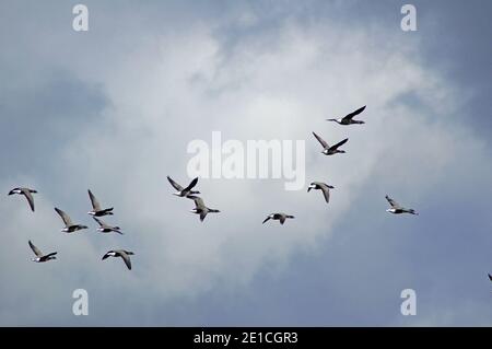 Dunkelbauchige Brent-Gänse, (Branta bernicla)aus dem arktischen Russland, im Flug über Snowhill Marsh, West Wittering, Chichester, West Sussex, England, Großbritannien. Stockfoto