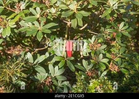 Leuchtend rote Herbstbeeren auf einer Himalaya-Cobra Lily (Arisaema consanguineum) wächst in einem Garten in Rural Devon, England, Großbritannien Stockfoto