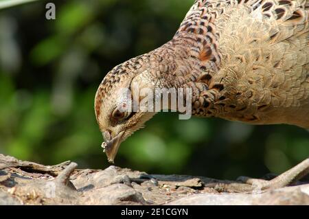 Henne Pheasant (Phasianus colchicus) auf der Suche nach Nahrung auf verrottenden Baumstamm. West Sussex, England, Großbritannien. April Stockfoto