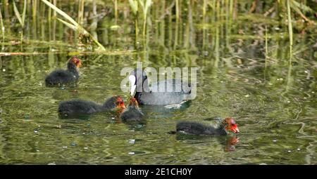 Coot (Fulica atra), mit jungen. Chichester Ship Canal, verwaltet von Chichester Canal Trust, West Sussex Coastal Plain, Chichester Plain, England, Großbritannien Stockfoto