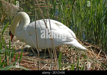 Weibchen stummter Schwan, (Cygnus olor) auf Nest. Eier sichtbar. Chichester Ship Canal, verwaltet von Chichester Canal Trust, West Sussex, England, Großbritannien. Mai. Stockfoto