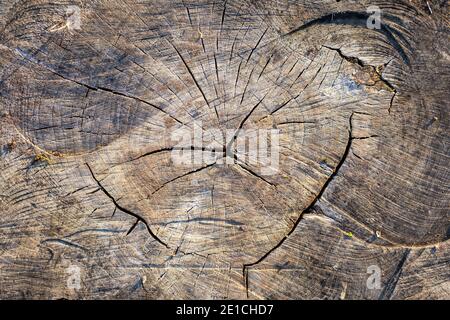 Grober alter Baumstumpf mit Ringen, Rissen und Holzmaserung. Flach lagen Holzhintergrund. Stockfoto