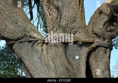 Holm Oak, (Quercus ilex), Live Oak, Evergreen Oak oder Holly Oak, unterstützt von Metallbändern, um Spaltung zu verhindern. Chichester, West Sussex, England, Großbritannien. Stockfoto