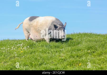 Auf einem Deich in Ostfriesland, Teil einer Farm, steht ein graues Schweineballschwein (Suidae). Stockfoto
