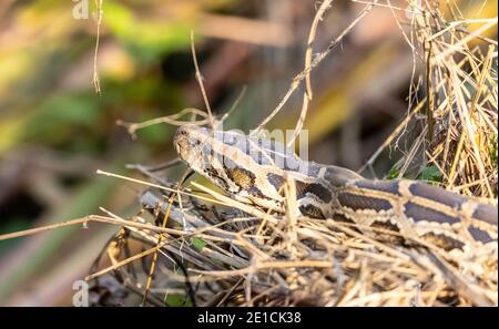 Rock Python (Python sebae) auf trockenem Gras im Wald. Stockfoto