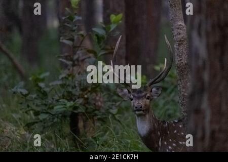 Spotted Deer oder Chital (Achsenachse) steht in den üppigen grünen Wald, ist eine Art von Hirschen, die auf dem indischen Subkontinent heimisch ist. Stockfoto