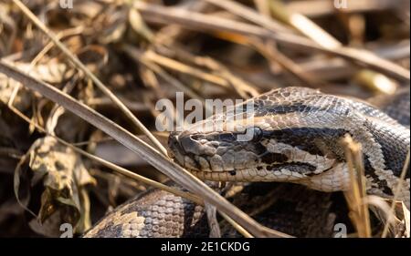 Rock Python (Python sebae) auf trockenem Gras im Wald. Stockfoto