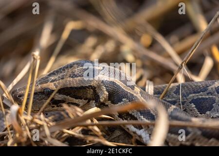 Rock Python (Python sebae) auf trockenem Gras im Wald. Stockfoto