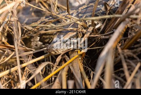 Rock Python (Python sebae) auf trockenem Gras im Wald. Stockfoto