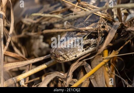 Rock Python (Python sebae) auf trockenem Gras im Wald. Stockfoto