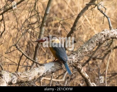 Storchschnabel Eisvogel (Pelargopsis capensis) Vogel auf Baum Zweig in natürlichen Lebensraum thront. Stockfoto