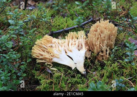 Ramaria flavescens, auch Ramaria eosanguinea genannt, hellgelbe Clavaria, ein wilder Korallenpilz aus Finnland Stockfoto