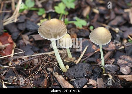 Mycena Mycena epipterygia Viscosa oder Var. viscosa, wie schleimig yellowleg Motorhaube bekannt, Wild Mushroom aus Finnland Stockfoto