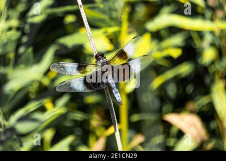 Schwarz-weiße Libelle auf einem Stiel sitzend. Nehmen Sie am Carriage Hill Metro Park in der Nähe von Huber Heights Ohio. Stockfoto