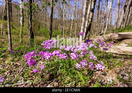 Lila Frühlingswildblumen blühen im Südosten von Ohio im Cooper Hollow State Park in der Nähe von Jackson, Ohio. Stockfoto