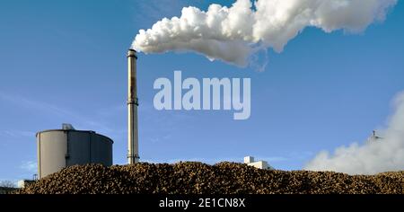 Rauchkamin mit Rauch und Dampf hinter einem Stapel von Zuckerrüben in einer Zuckerfabrik Stockfoto
