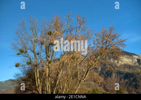 Herbststimmung in Balzers in Liechtenstein 17.11.2020 Stockfoto