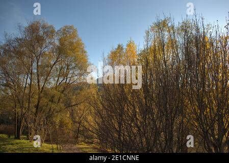 Herbststimmung in Balzers in Liechtenstein 17.11.2020 Stockfoto