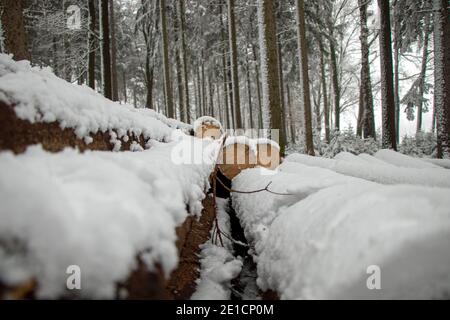 Schneebedeckte gefällte Bäume im Wald Stockfoto
