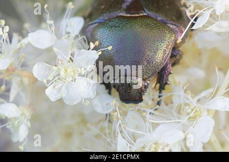 Rosenchafer oder die grüne Rosenchafer, Cetonia aurata, Fütterung auf Meadowsweet, Filipendula ulmaria Stockfoto