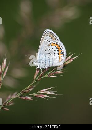 Plebejus argus, bekannt als Silber-besetzt Blau, Schmetterling aus Finnland Stockfoto