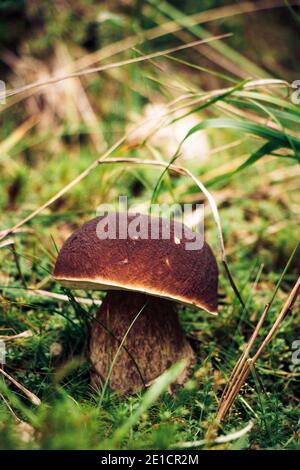 Detail über Boletus aereus, der sich in der Rasenfläche des Isergebirges in den tschechischen Ländern befindet. Bronze schmerzt eine seltene Art von essbaren Pilzen. Stockfoto