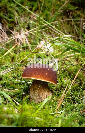 Schöne Bronzebolete versteckt sich unter Rasengras inmitten einer Waldwiese im Isergebirge an der Grenze zu Polen. Pilzharfen Stockfoto