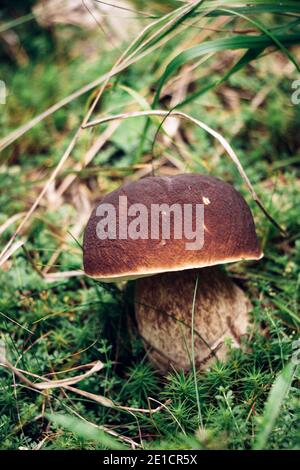 Seltener Boletus aereus in tschechischen Fichtenwäldern am Rande des Isergebirges. Bronzebolete wächst in einem moosigen Stand zwischen Gras und Nadeln. Autum Stockfoto