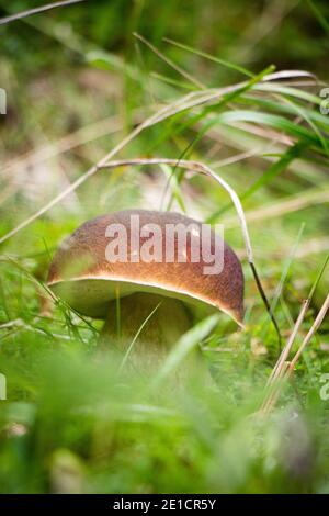 Detail über Boletus aereus, der sich in der Rasenfläche des Isergebirges in den tschechischen Ländern befindet. Bronze schmerzt eine seltene Art von essbaren Pilzen. Stockfoto