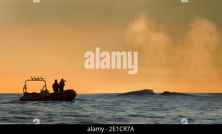 Buckelwale Ausfallschritt Fütterung auf Achovies, vor Monterey Bay, Kalifornien. Stockfoto