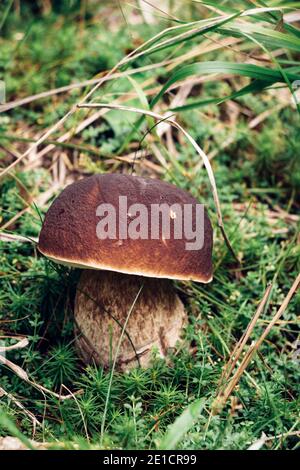 Seltener Boletus aereus in tschechischen Fichtenwäldern am Rande des Isergebirges. Bronzebolete wächst in einem moosigen Stand zwischen Gras und Nadeln. Autum Stockfoto