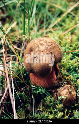 Sehr seltene Pilzarten - Boletus aereus. Versteckt im nassen Gras. Bronze tut weh auf einer Wiese in einem dunklen Fichtenwald. Essbarer und saftiger Mus Stockfoto