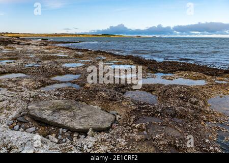 Kreisförmige Löcher in Kalkstein-Gestein während sedimentären Aktion in geologischer Zeit, Whitesands Bay, East Lothian, Schottland, Großbritannien Stockfoto